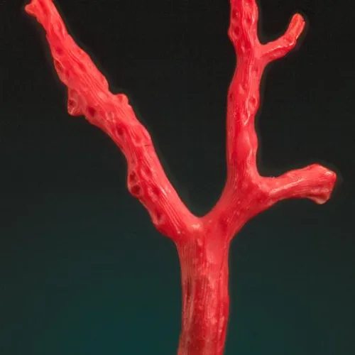 Корал